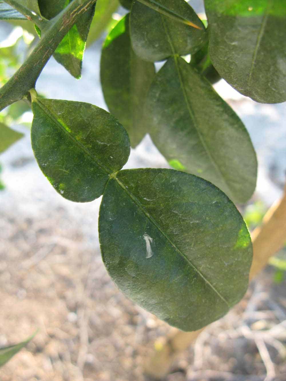              Unifoliolate leaf (Winter Haven, FL)       
